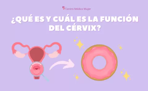 ¿Qué es y cuál es la función del cérvix?
